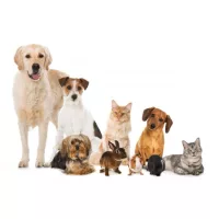 Domáci miláčikovia